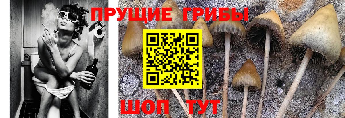 Галлюциногенные грибы Psilocybine cubensis Кингисепп